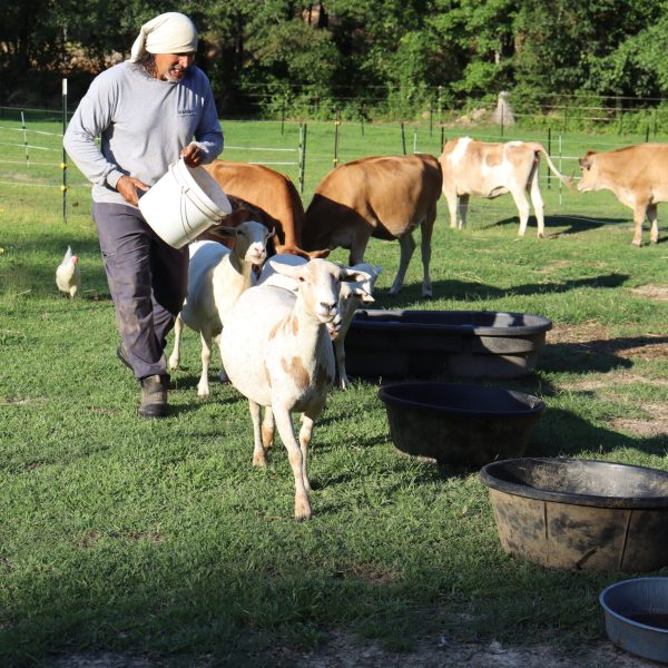 The Rhythm of Rotational Grazing — Working With the Land