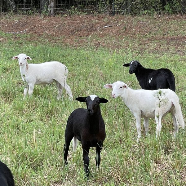 Why Pasture-Raised Matters More Than Ever