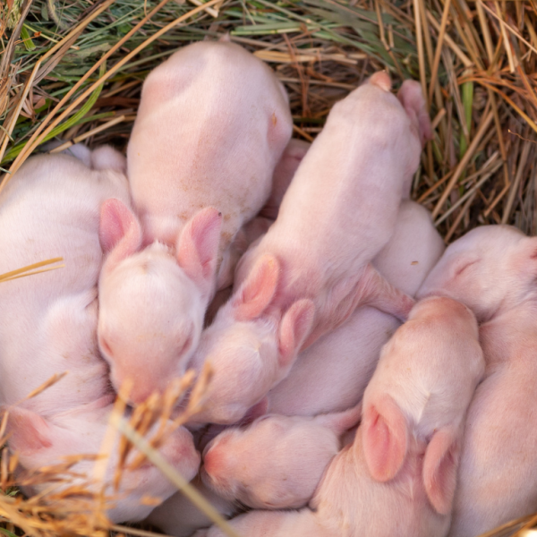 New Life on the Farm