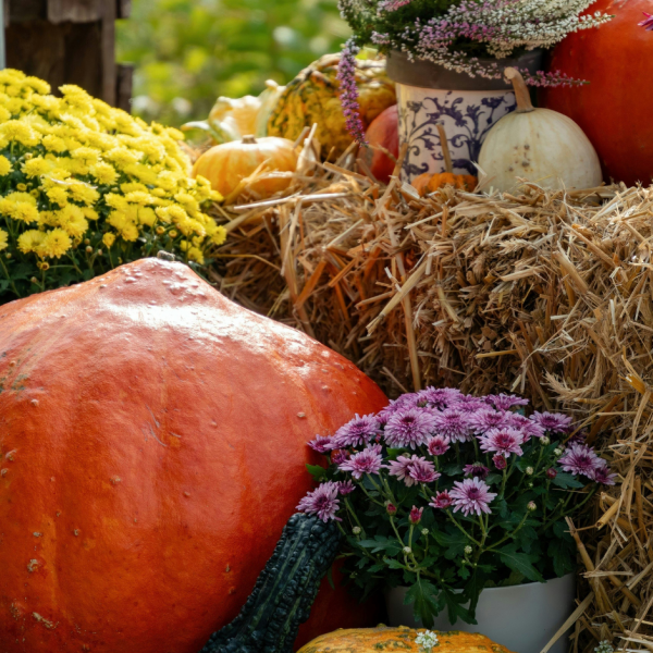 Fall Harvest & Fresh Additions