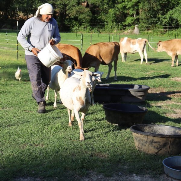 The Rhythm of Rotational Grazing — Working With the Land - Rambo Family Farm