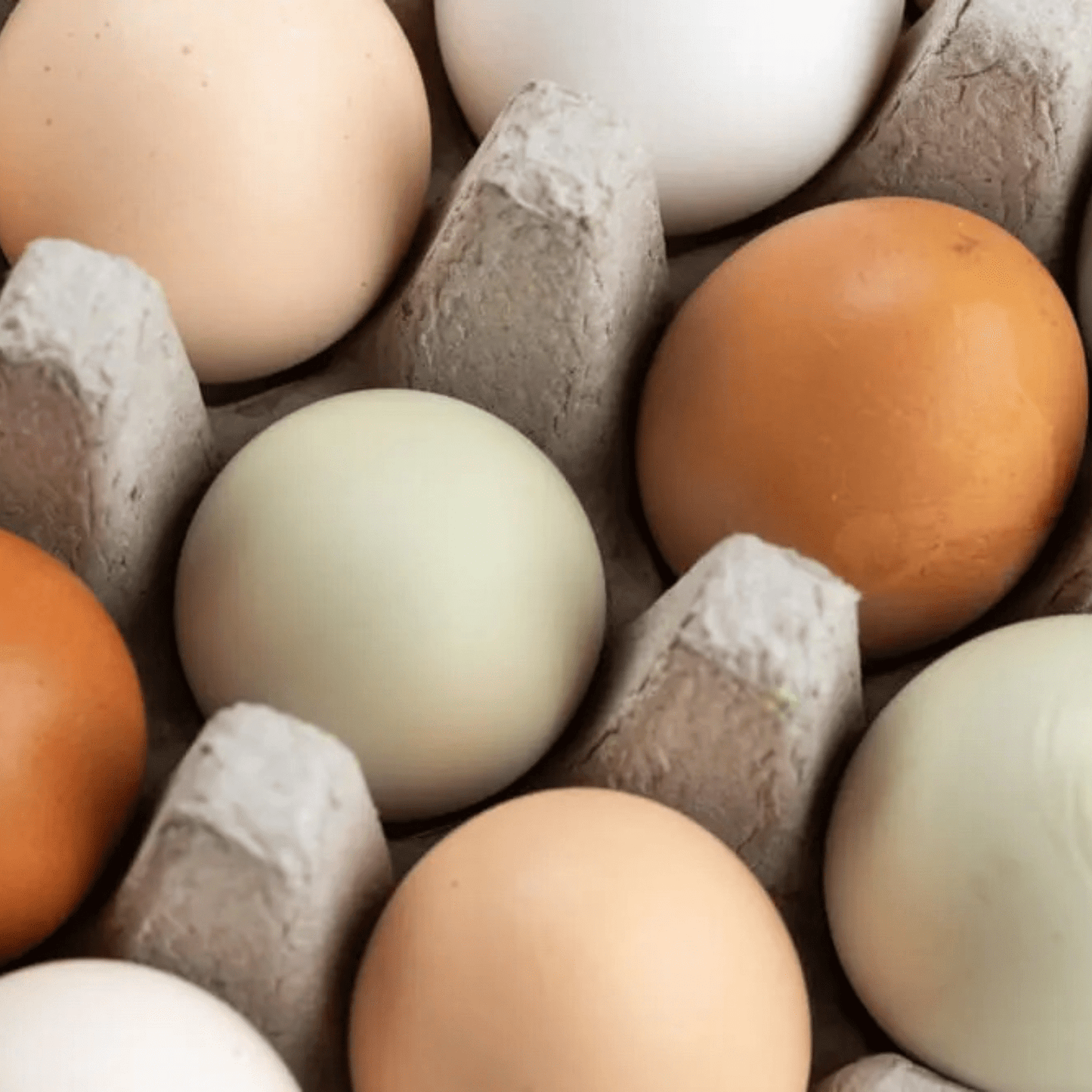 Farm Fresh Eggs - Rambo Family Farm
